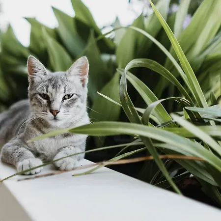 Casalmare 3* Casalbordino