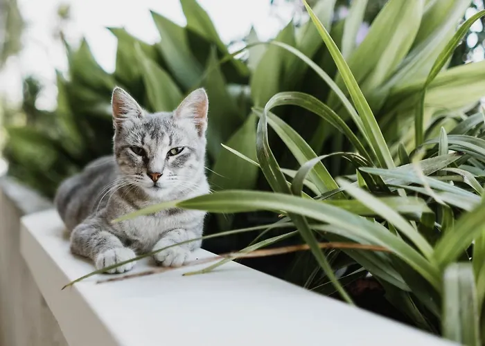 Casalmare 3* 卡萨尔博迪诺